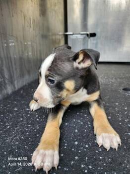 American Staffordshire Terrier Dogs Available for Adoption in San Antonio, Texas - TOM | PetCurious