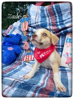 Zade -  Hound Dog for Adoption in Sebring, Florida - Zade | PetCurious