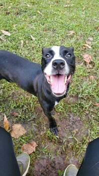 Rescue Pit Bull Terrier Dogs for Adoption in Portsmouth, Virginia - Amazon Ride | PetCurious
