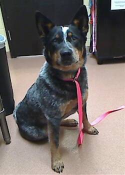 Australian Cattle Dog Blue Heeler and Mixed Breed Dogs Available for Adoption in Cookeville, Tennessee - BROSNAN | PetCurious