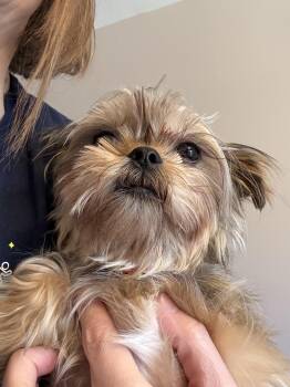 Mixed Breed Dogs Available for Adoption in Medford Lakes, New Jersey - Artemis  | PetCurious