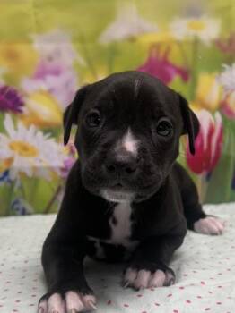 Chihuahua and Mixed Breed Dogs Available for Adoption in San Antonio, Texas - Krypton | PetCurious