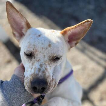 Rain -  Cattle Dog and Mixed Breed Dog for Adoption in Melbourne, Kentucky - Rain | PetCurious