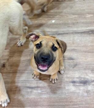 Elton John Chunk of Love -  Black Mouth Cur and Pit Bull Terrier Dog for Adoption in Friendswood, Texas - Elton John Chunk Of Love | PetCurious