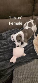 Labrador Retriever Dogs Available for Adoption - Lexus | PetCurious