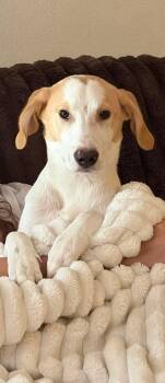 Tucker - hound -  Foxhound Dog for Adoption in Holly Springs, North Carolina - Tucker - Hound | PetCurious