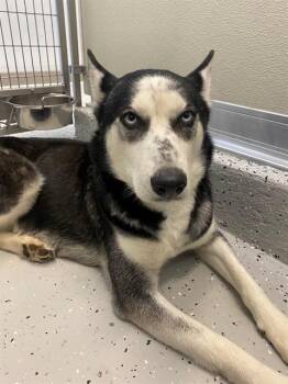 Siberian Husky and Mixed Breed Dogs Available for Adoption in Forney, Texas - OREO | PetCurious