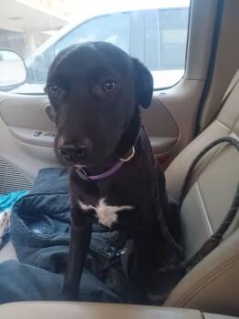 DAISY (CO) -  Black Labrador Retriever Dog for Adoption in Klein, Texas - DAISY (CO) | PetCurious