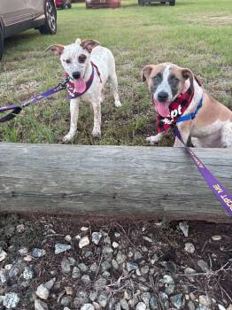 Cedar -  Australian Cattle Dog Blue Heeler Dog for Adoption in Lakewood Ranch, Florida - Cedar | PetCurious