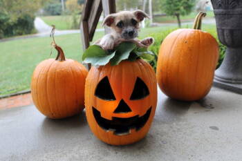 Rescue Terrier Dogs for Adoption in Ashville, Ohio - Lion King Pups - Nala | PetCurious