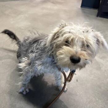 Ken -  Yorkshire Terrier and Mixed Breed Dog for Adoption in Tampa, Florida - Ken | PetCurious