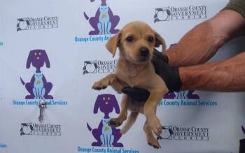 SQUEAK -  Chihuahua and Mixed Breed Dog for Adoption in Orlando, Florida - SQUEAK | PetCurious
