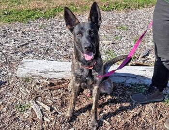 Rescue Belgian Shepherd Malinois Dogs for Adoption in Columbus, Indiana - Vlad | PetCurious
