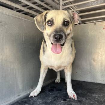 Ursula -  Hound and Mixed Breed Dog for Adoption in Edinburg, Texas - Ursula | PetCurious