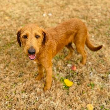 Rescue Wirehaired Terrier Dogs for Adoption in Brownsboro, Alabama - Wesley | PetCurious