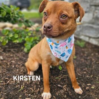 Rescue Mixed Breed Dogs for Adoption in New York, New York - Kirsten | PetCurious