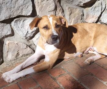 Rescue Basenji Dogs for Adoption in Monroe, North Carolina - Annabelle | PetCurious