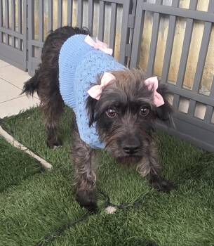 Miniature Schnauzer and Norfolk Terrier Dogs Available for Adoption in Fallbrook, California - Lyka | PetCurious