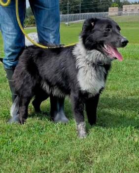 Rocky -  Border Collie Dog for Adoption in Homer Glen, Illinois - Rocky | PetCurious
