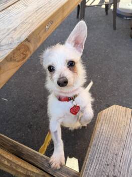 West Highland White Terrier Westie and Chihuahua Dogs Available for Adoption - Creature  | PetCurious