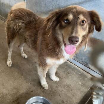 Nick Fury -  Australian Shepherd Dog for Adoption in Edinburg, Texas - Nick Fury | PetCurious