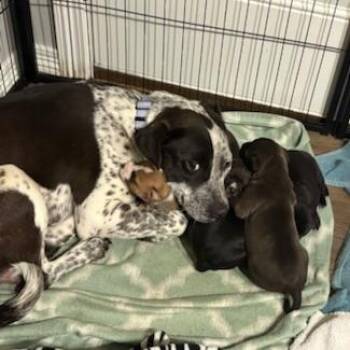 Mixed Breed Dogs Available for Adoption - Lindsay | PetCurious