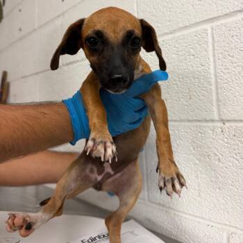 Coco Puff -  Dachshund Dog for Adoption in Edinburg, Texas - Coco Puff | PetCurious