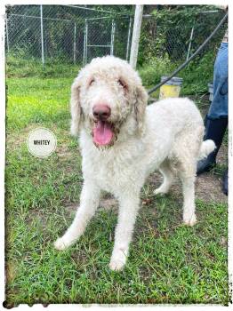 Whitey -  Goldendoodle Dog for Adoption in Sebring, Florida - Whitey | PetCurious