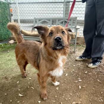 Bolognese Dogs Available for Adoption in Austin, Texas - Nemo | PetCurious