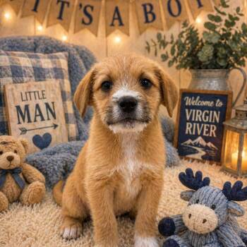 Terrier Dogs Available for Adoption in La Grange, Kentucky - Ricky | PetCurious