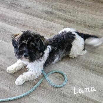 Morkie Dogs Available for Adoption in Lafayette, California - Lana | PetCurious