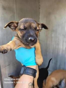 BONES -  Chihuahua Dog for Adoption in San Antonio, Texas - BONES | PetCurious