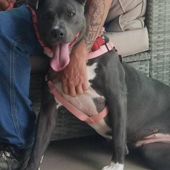 Lola (CP) -  Mixed Breed Dog for Adoption in Clinton, Illinois - Lola (CP) | PetCurious