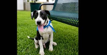 SPARKY -  Labrador Retriever Dog for Adoption in Richmond, Texas - SPARKY | PetCurious