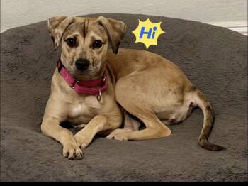 Catahoula Leopard Dog Dogs Available for Adoption in Phoenix, Arizona - Daisy (Courtesy Post) | PetCurious