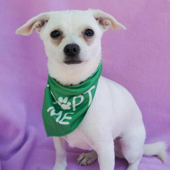 Chihuahua and Mixed Breed Dogs Available for Adoption in Richmond, California - NINI | PetCurious