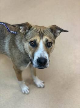 Rescue German Shepherd Dog Dogs for Adoption in Wetaskiwin, Alberta - Nutmeg | PetCurious