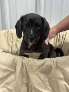 Tegan -  Beagle Dog for Adoption in Lancaster, Ohio - Tegan | PetCurious