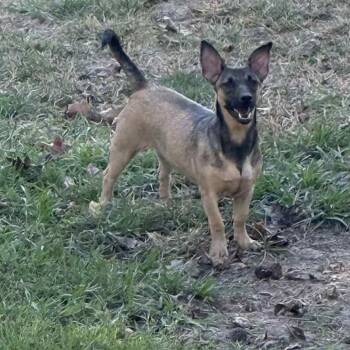 Rescue Miniature Pinscher Dogs for Adoption in Spring, Texas - Lulu | PetCurious