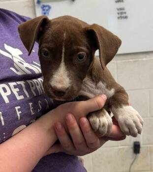 Tootsie Roll -  Pit Bull Terrier and Mixed Breed Dog Available for Adoption in Kansas City, Missouri - Tootsie Roll | PetCurious