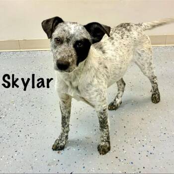 Australian Cattle Dog Blue Heeler and Labrador Retriever Dogs Available for Adoption - Skylar | PetCurious