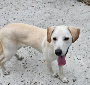 Mixed Breed and Labrador Retriever Dogs Available for Adoption - DUNCAN | PetCurious