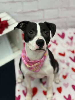 Mixed Breed Dogs Available for Adoption - Peony Trinket | PetCurious