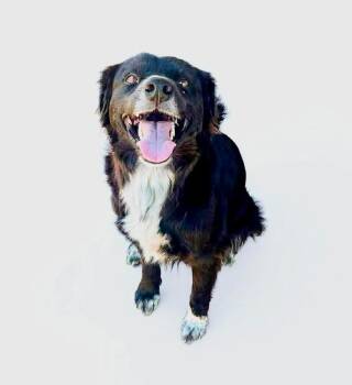 Australian Shepherd Dogs Available for Adoption - Ravi | PetCurious