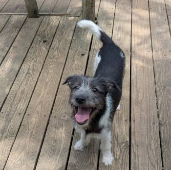 Rescue Wire Fox Terrier and Miniature Schnauzer Dogs for Adoption in Boerne, Texas - Thelma & Louise | PetCurious