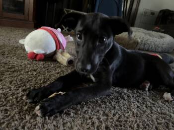 Baxter -  Labrador Retriever Dog for Adoption in Aurora, Illinois - Baxter | PetCurious