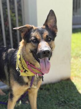 Vienna -  Shepherd Dog for Adoption in Frazier Park, California - Vienna | PetCurious