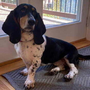 Rescue Basset Hound Dogs for Adoption in Hamilton, New Jersey - ROSIE | PetCurious