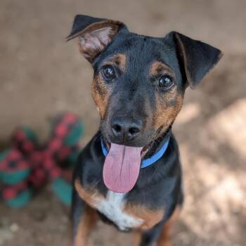 Jack Russell Terrier and Miniature Pinscher Dogs Available for Adoption in Buchanan Dam, Texas - Turbo | PetCurious