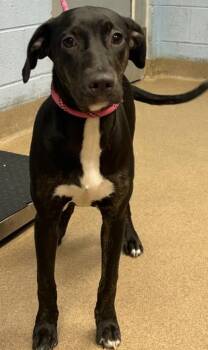 Tillie - Adopted -  Mixed Breed Dog for Adoption in Chamblee, Georgia - Tillie - Adopted | PetCurious